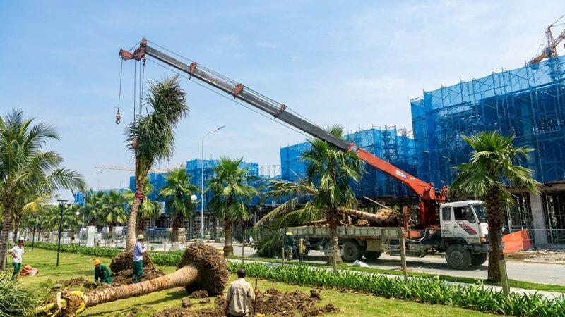 Vận chuyển và nâng hạ cây chính xác vào hố trồng