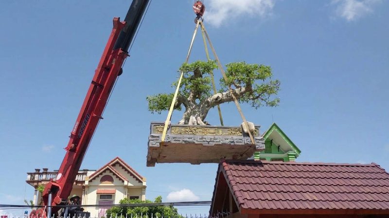 Cho thuê xe cẩu cây cảnh lên cao từ ngoài đường qua tường vào vị trí đặt