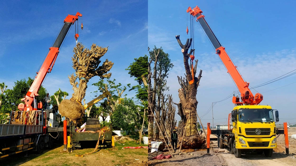 Cho thuê xe cẩu cây to, cây cổ thụ