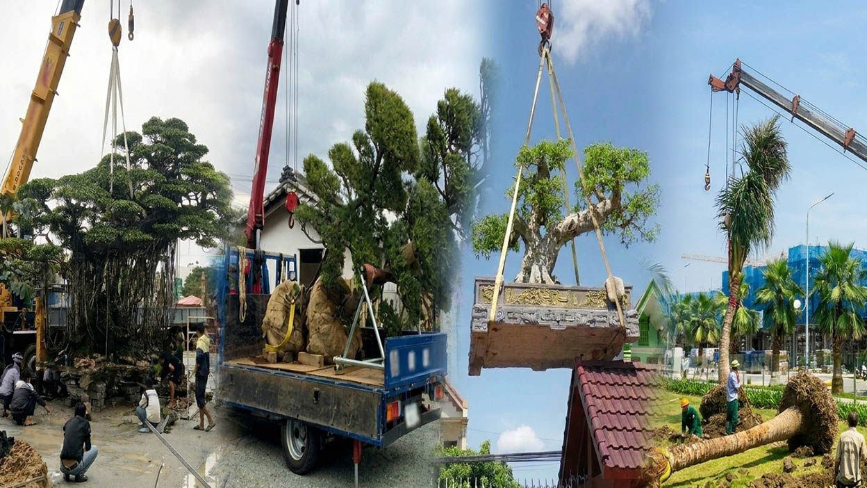 Cho thuê xe cẩu cây xanh, cây cảnh, cây to, cây cổ thụ