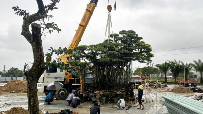 Dùng xe cẩu nâng hạ và di chuyển cây cảnh cỡ lớn 