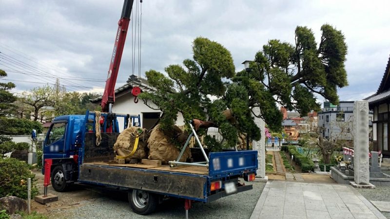 Dùng xe cẩu tự hành vận chuyển cây cảnh